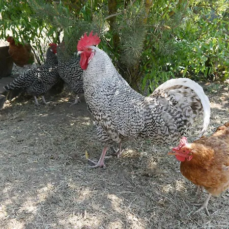 Semesterbostad Mit Terrasse - 10 Minuten Von Templin *