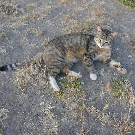 Дом отдыха Mit Terrasse - 10 Minuten Von Templin