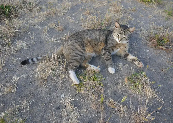 Feriehus Mit Terrasse - 10 Minuten Von Templin